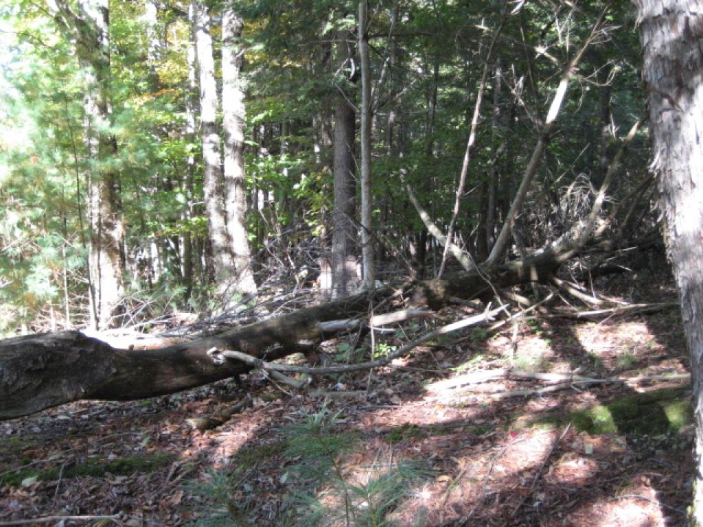 85 West Point Road Moultonborough, NH 03254 - Photo 13 of 14 Gallery Image 13
