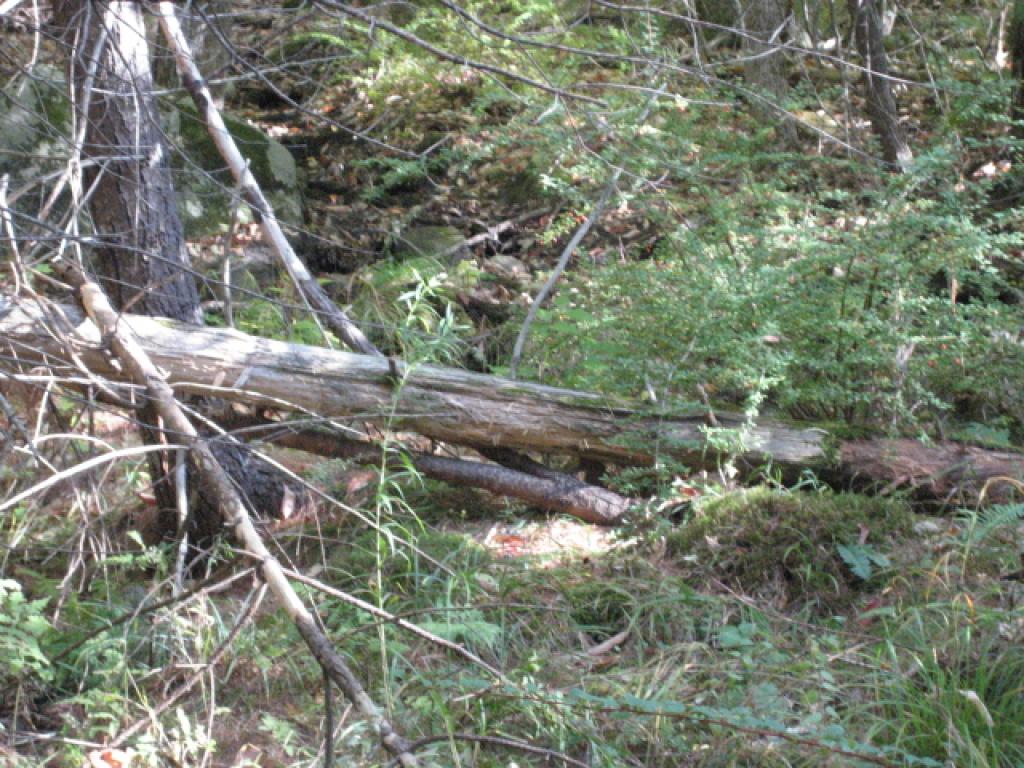 85 West Point Road Moultonborough, NH 03254 - Photo 7 of 14 Gallery Image 7