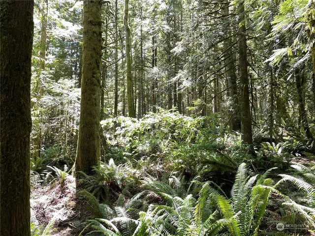 a view of a tree in a yard