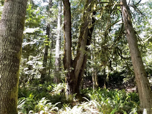 a backyard of a house with lots of trees