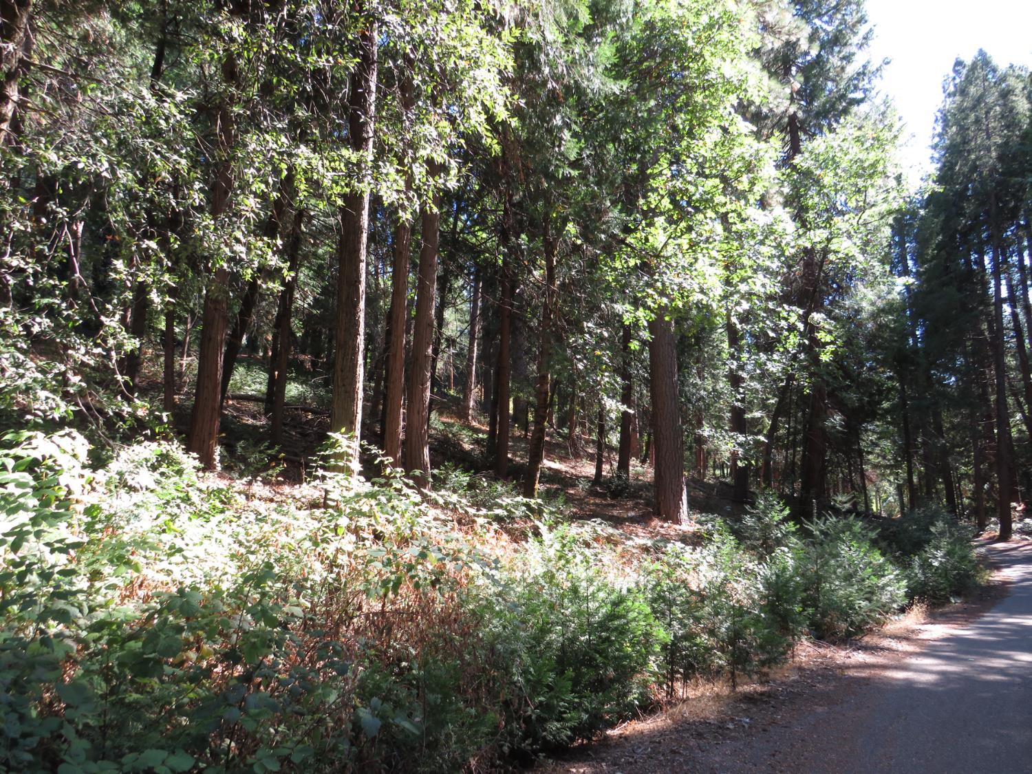 172 Sylvan Road Colfax, CA 95713 - Photo 7 of 19 a view of outdoor space and green space