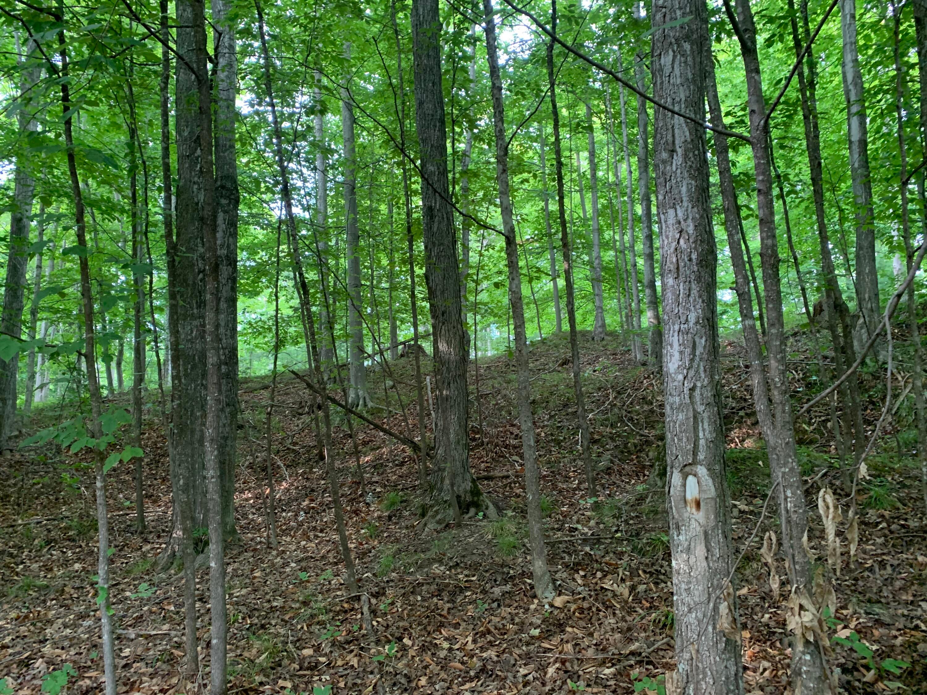 Enger Road Posen, MI 49776 - Photo 5 of 58 Gallery Image 5