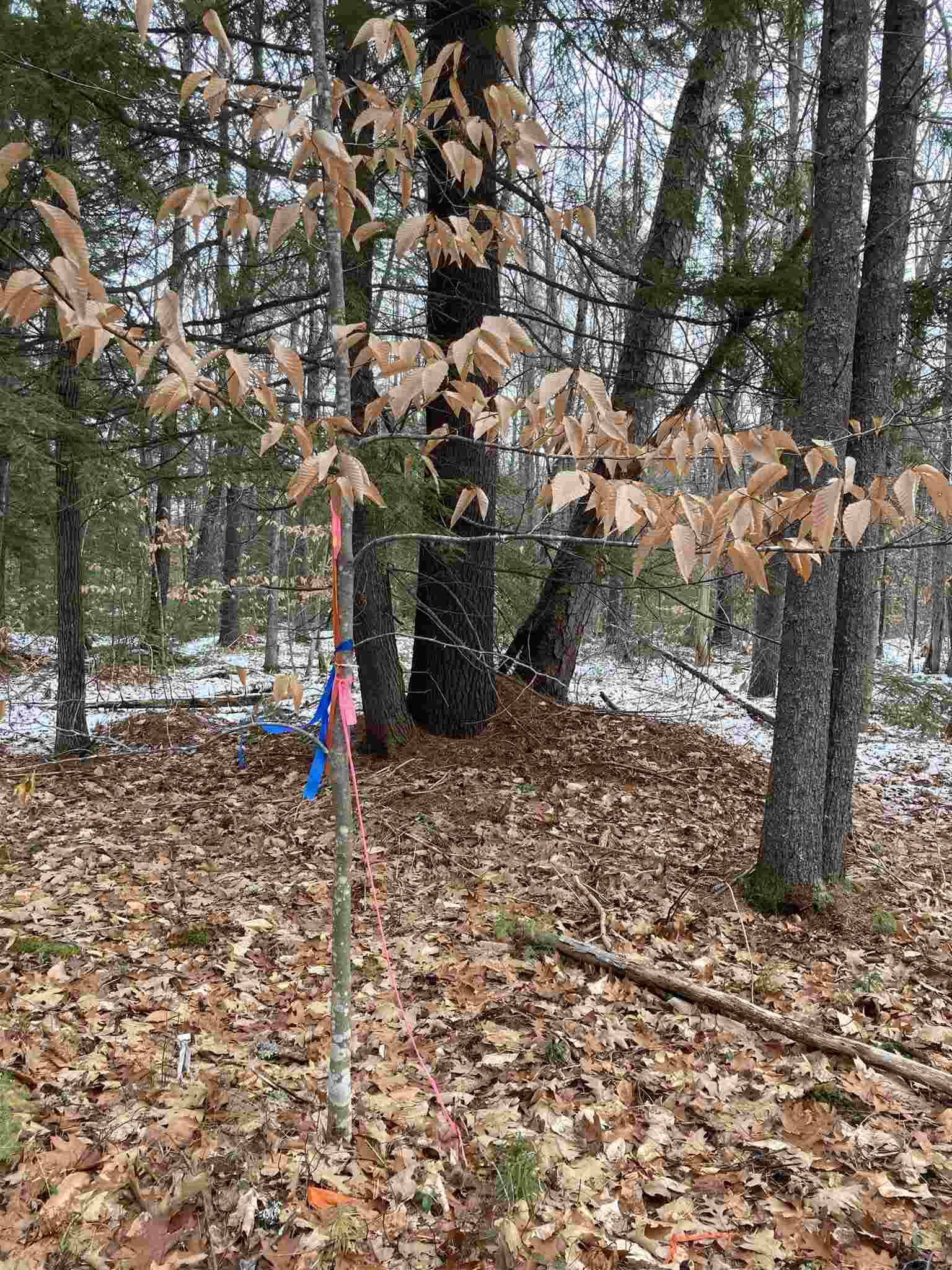 0 Old Goshen Road, Unit 12 Center Conway, NH 03813 - Photo 6 of 12