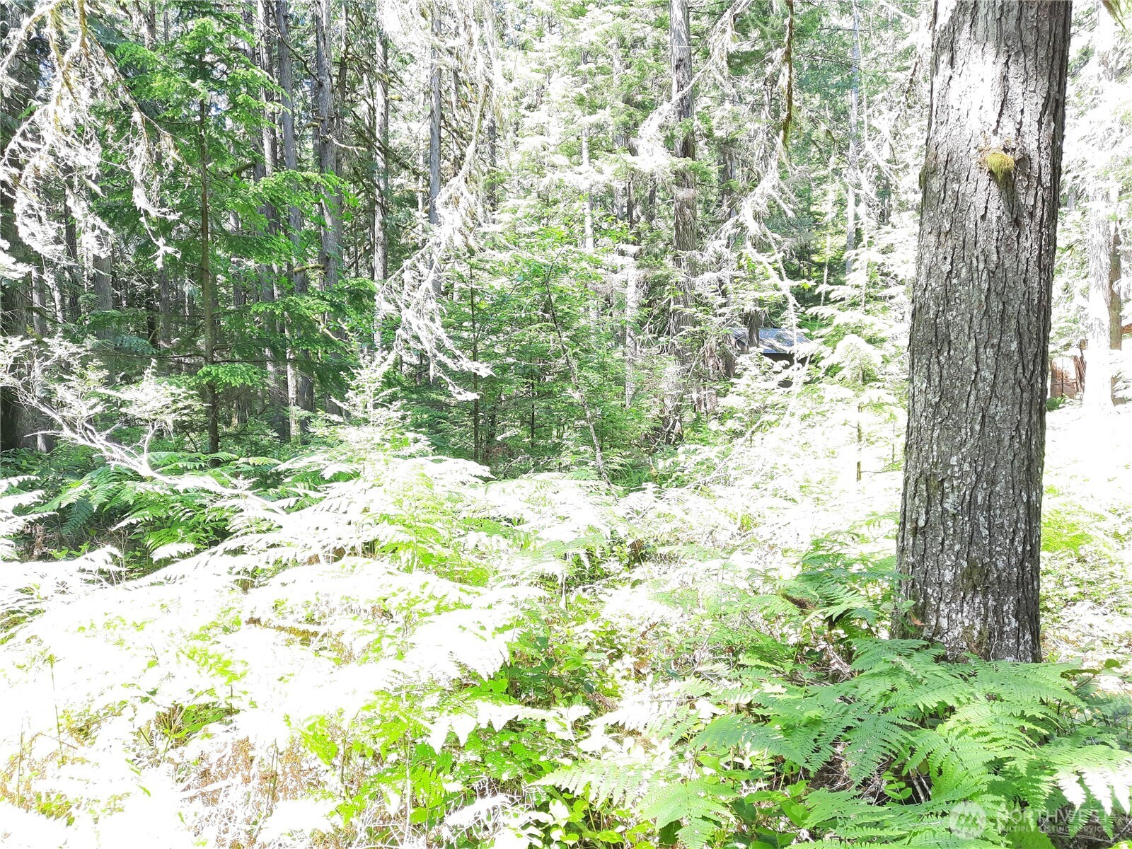 197 Cascade River Road Marblemount, WA 98267 - Photo 11 of 19 a backyard of a house with lots of green space and garden