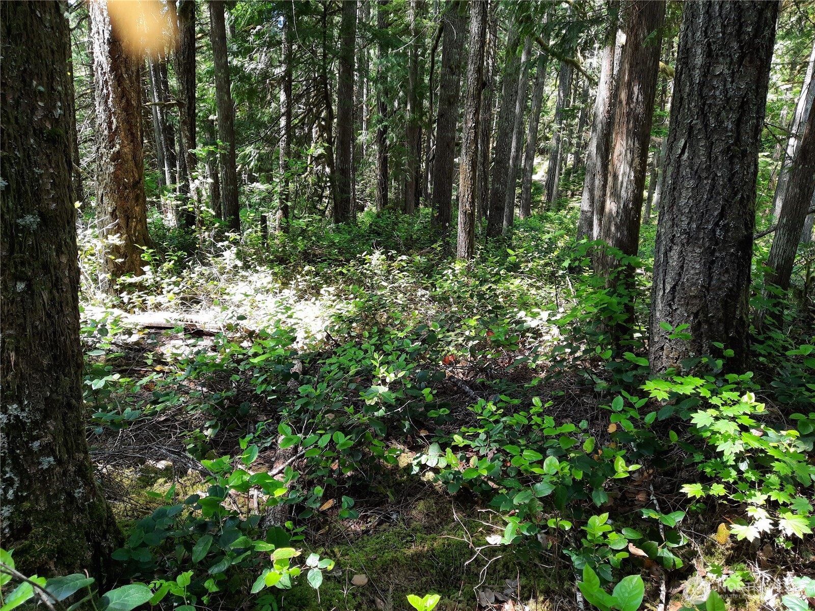 197 Cascade River Road Marblemount, WA 98267 - Photo 13 of 19 a view of forest