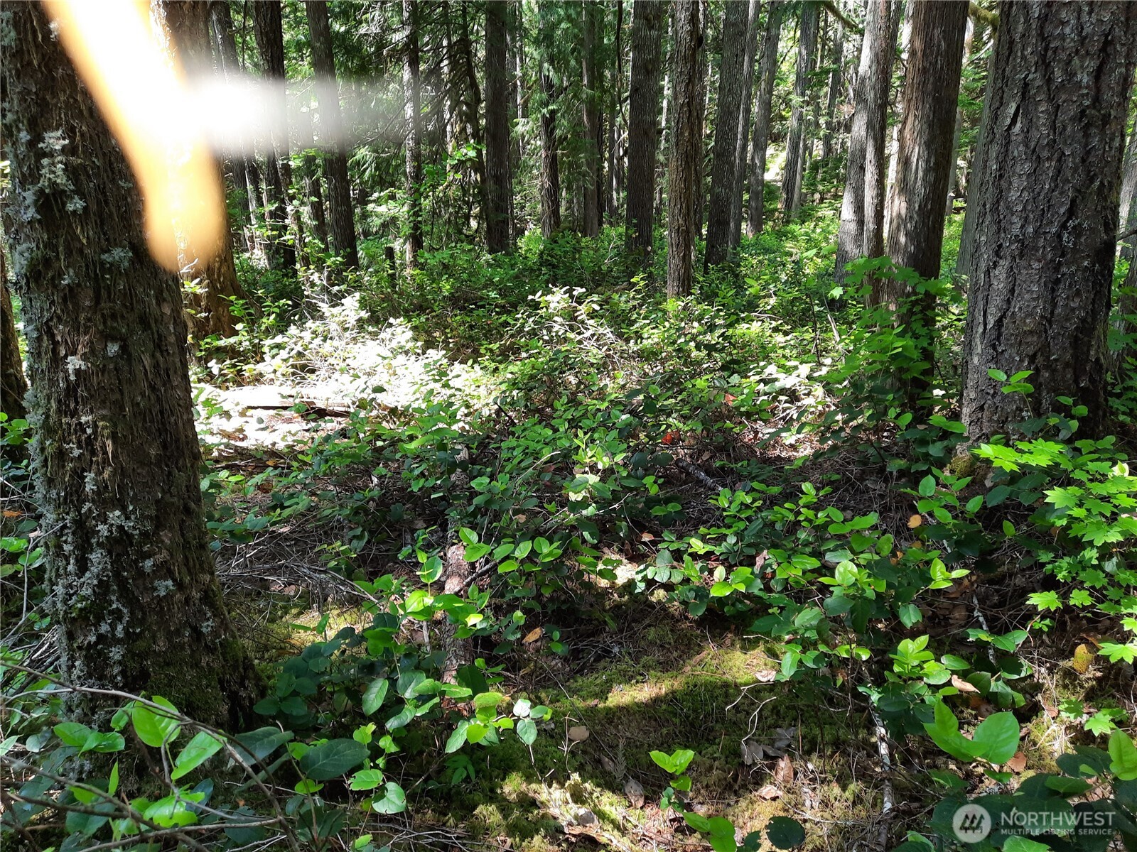 197 Cascade River Road Marblemount, WA 98267 - Photo 14 of 19 a view of a garden