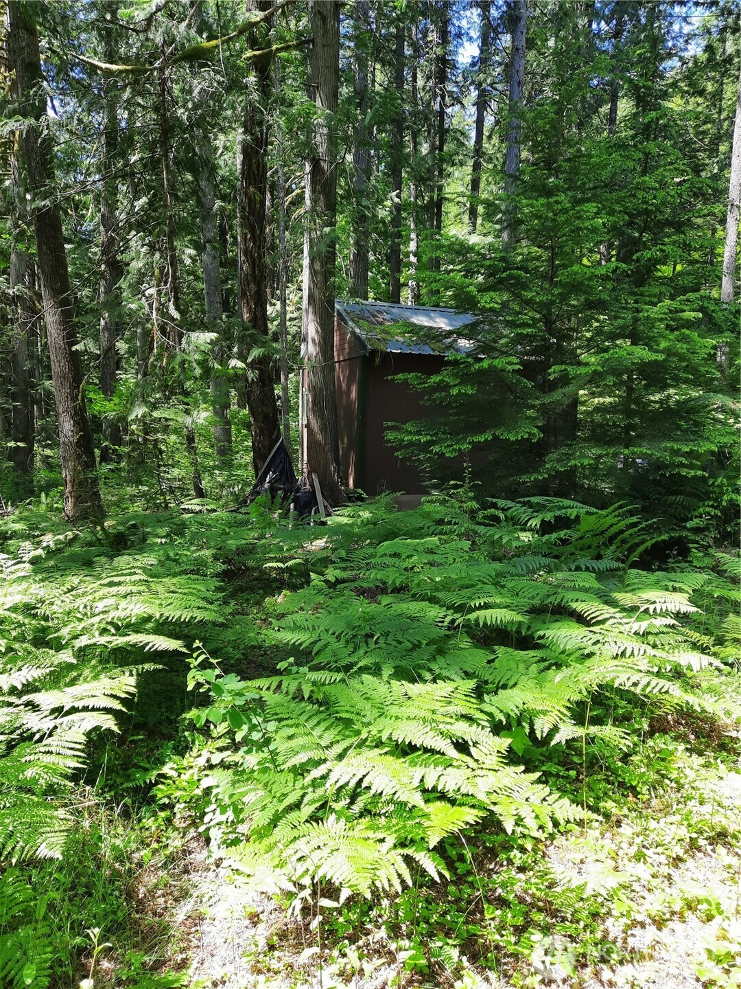 197 Cascade River Road Marblemount, WA 98267 - Photo 17 of 19 a view of a lush green forest