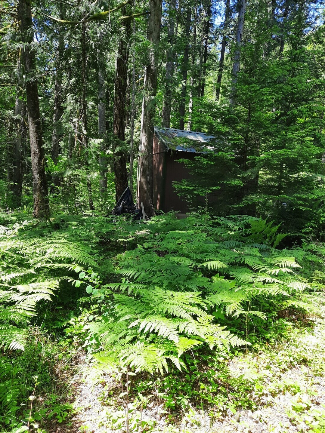 197 Cascade River Road Marblemount, WA 98267 - Photo 18 of 19 a backyard of a house with lots of green space