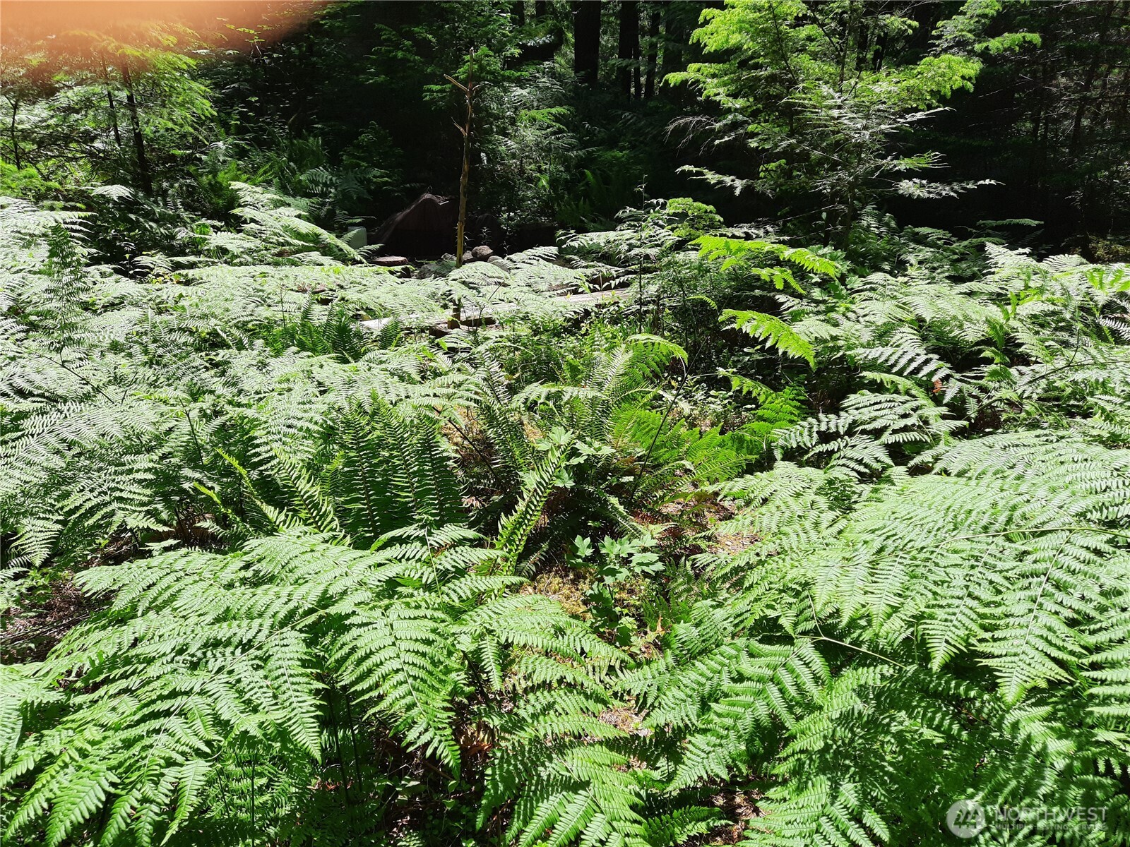 197 Cascade River Road Marblemount, WA 98267 - Photo 8 of 19 a view of a garden