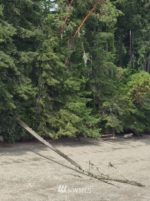 11605 Larson Road Anderson Island, WA 98303 - Photo 14 of 19 Gallery Image 14