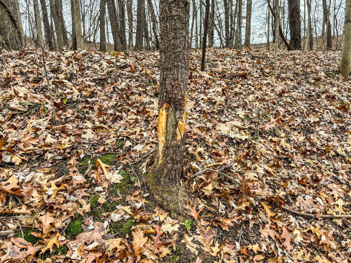 Vl Coon Hill Road Munith, MI 49259 - Photo 11 of 17 Buck Rub