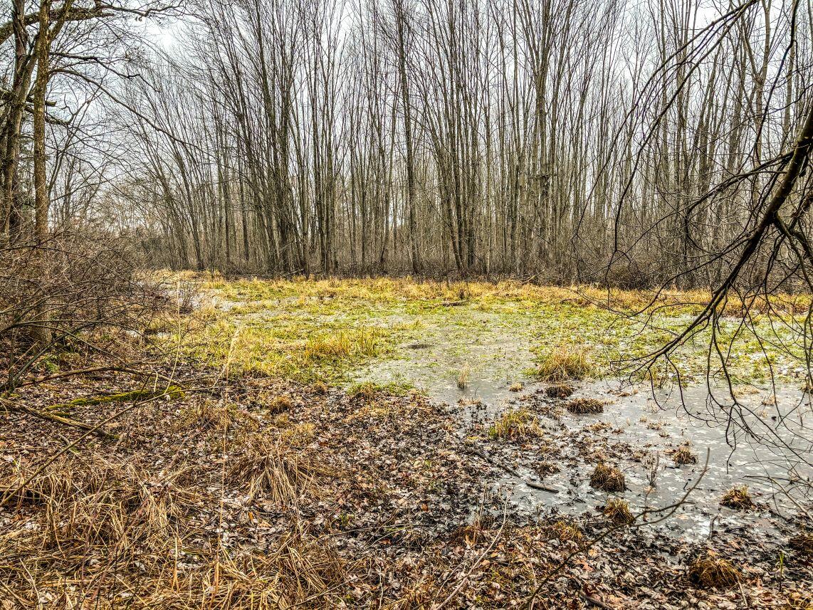 Vl Coon Hill Road Munith, MI 49259 - Photo 5 of 17 Marsh
