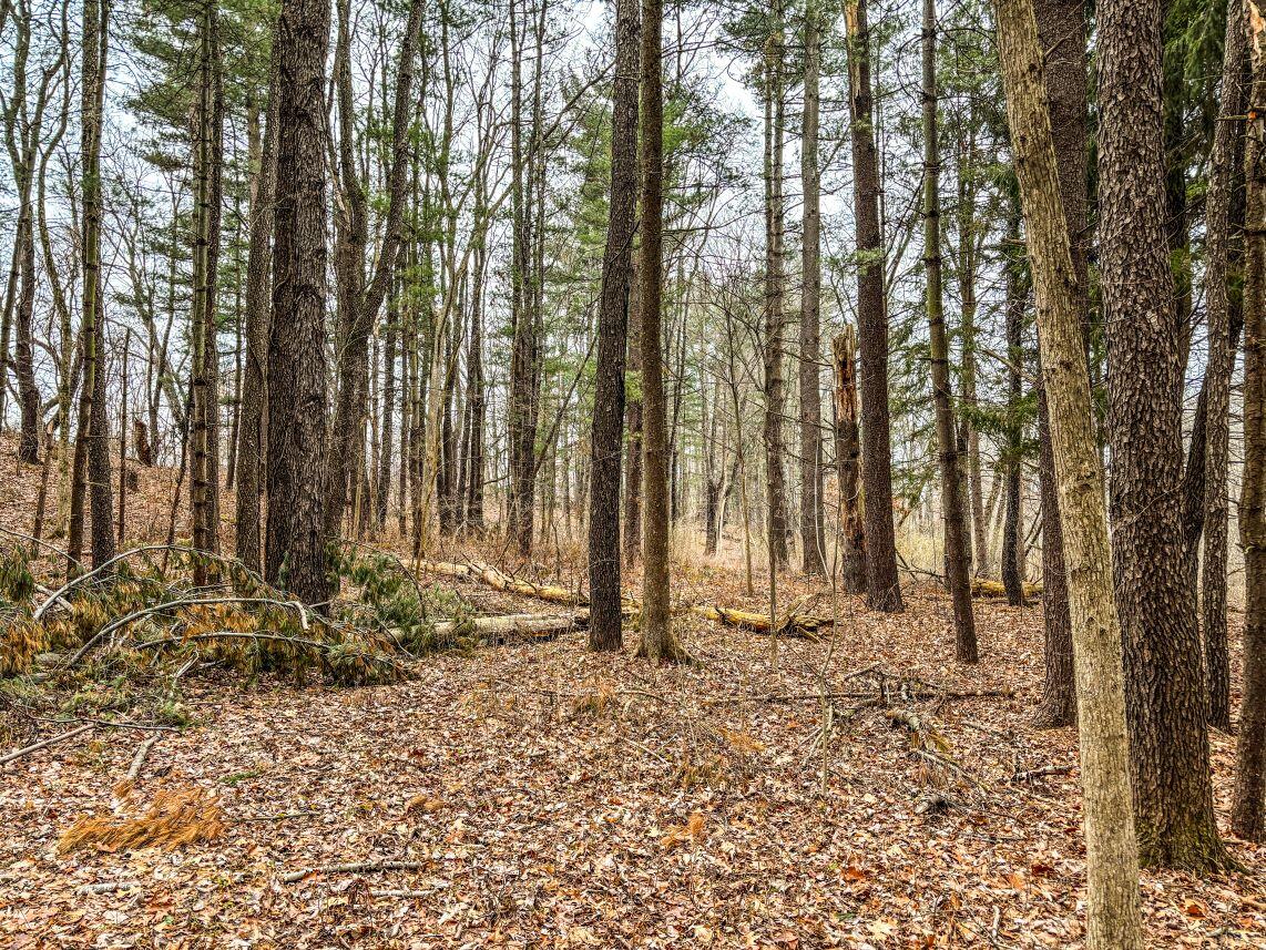Vl Coon Hill Road Munith, MI 49259 - Photo 6 of 17 Woods West