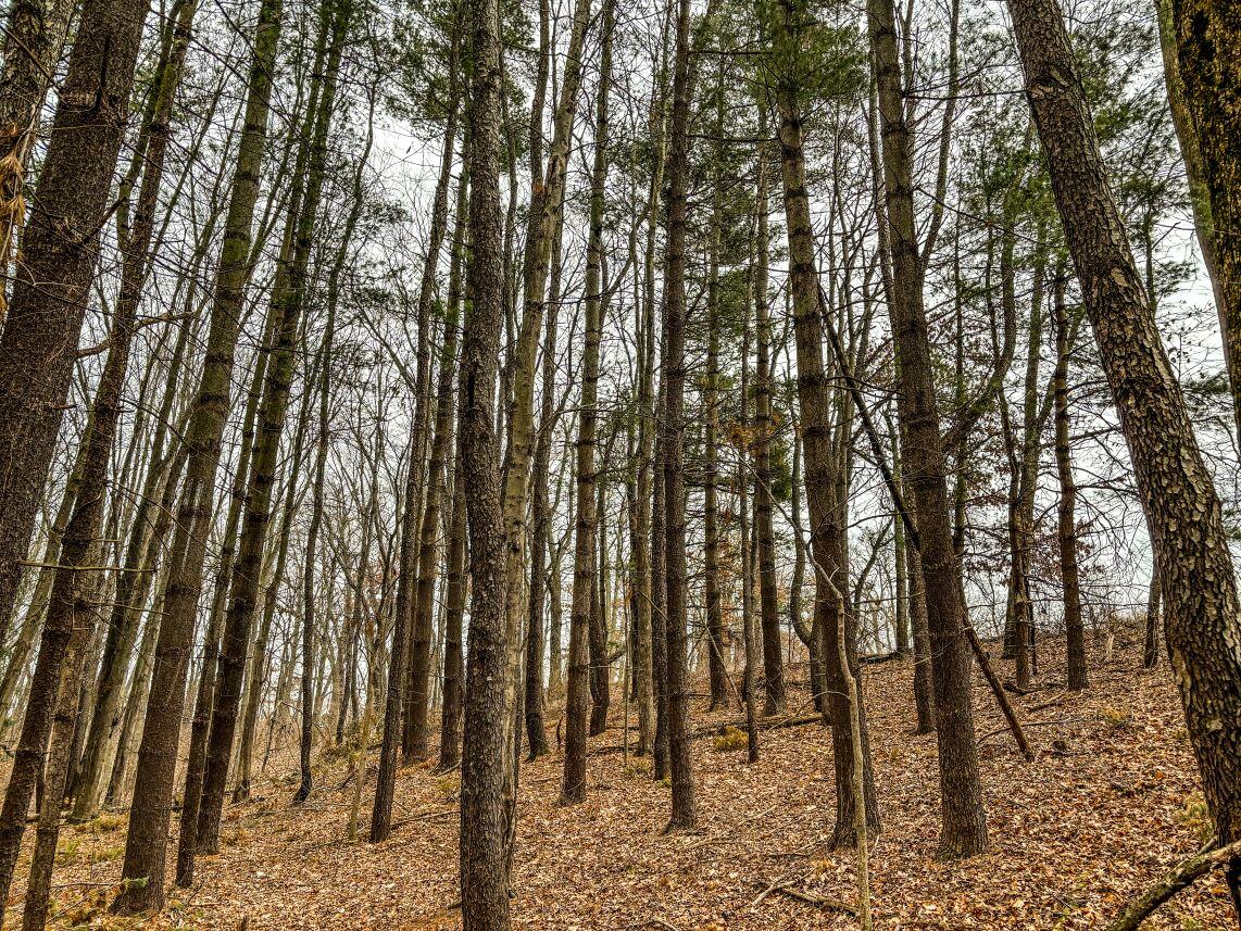Vl Coon Hill Road Munith, MI 49259 - Photo 7 of 17 Woods East