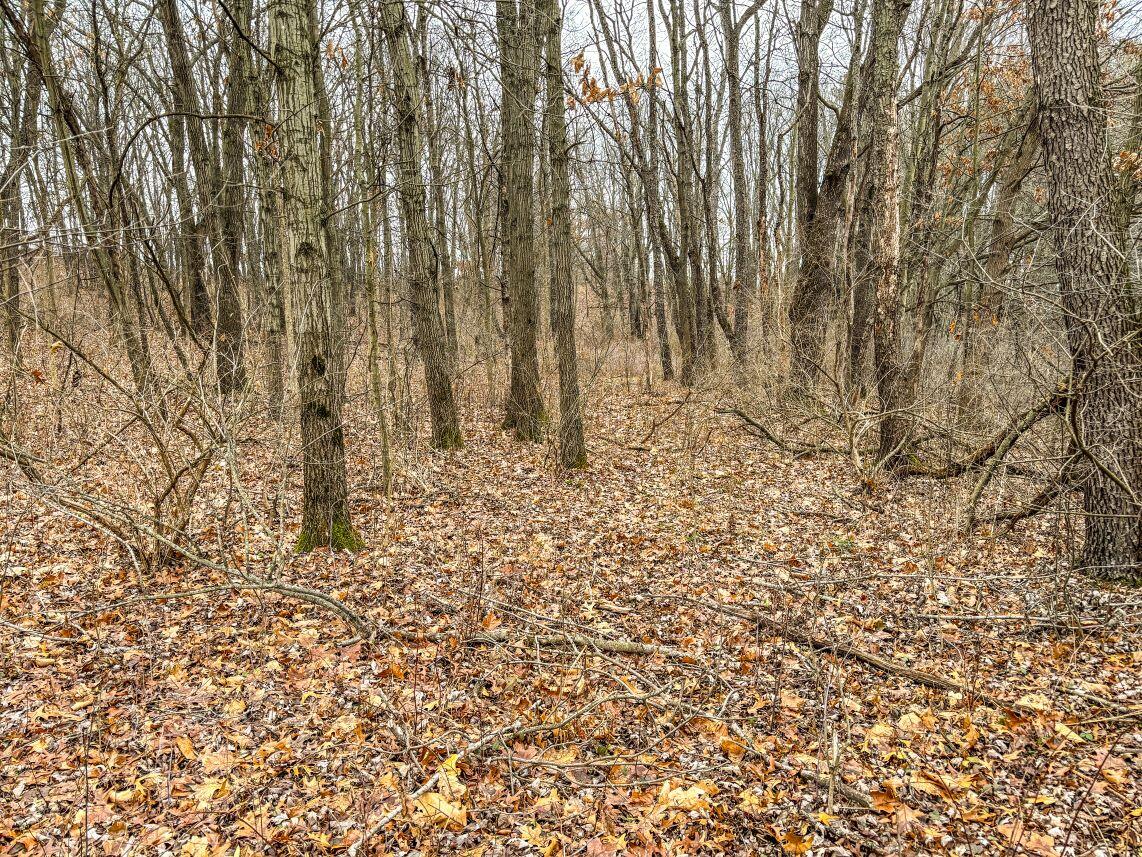 Vl Coon Hill Road Munith, MI 49259 - Photo 10 of 17 East side