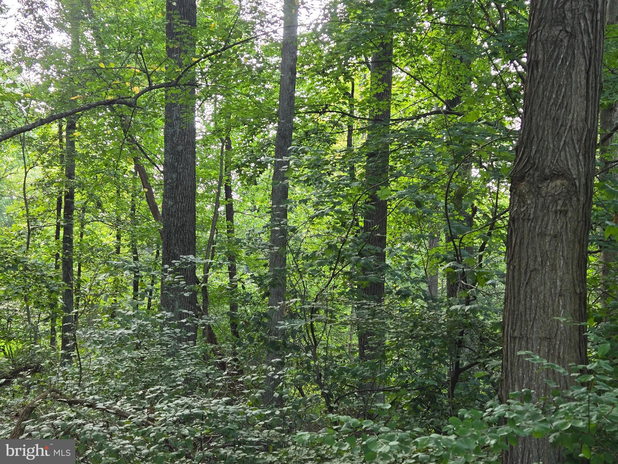 Bennett Rd Mount Mount Airy, MD 21771 - Photo 2 of 5