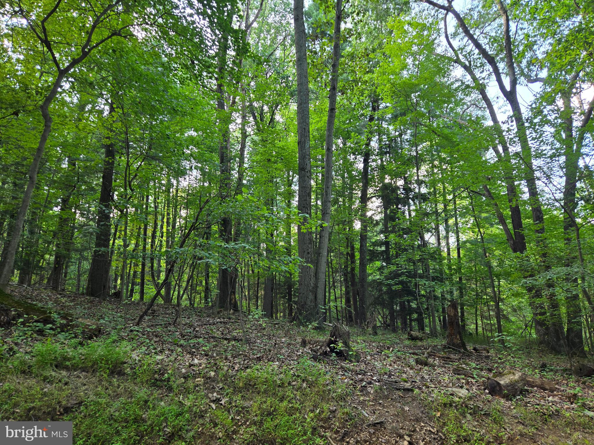 Bennett Rd Mount Mount Airy, MD 21771 - Photo 3 of 5 Gentle Slope Up from Stream