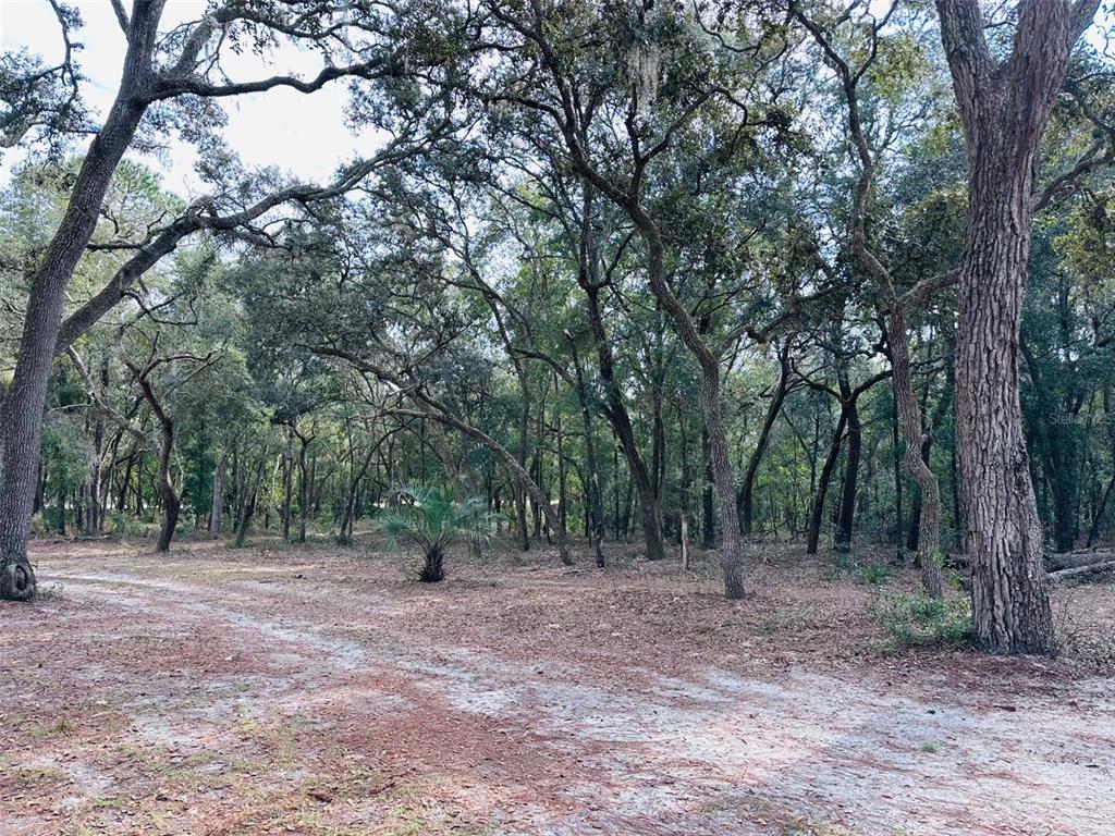 13750 Northwest 88th Terrace Chiefland, FL 32626 - Photo 23 of 33 a view of a forest