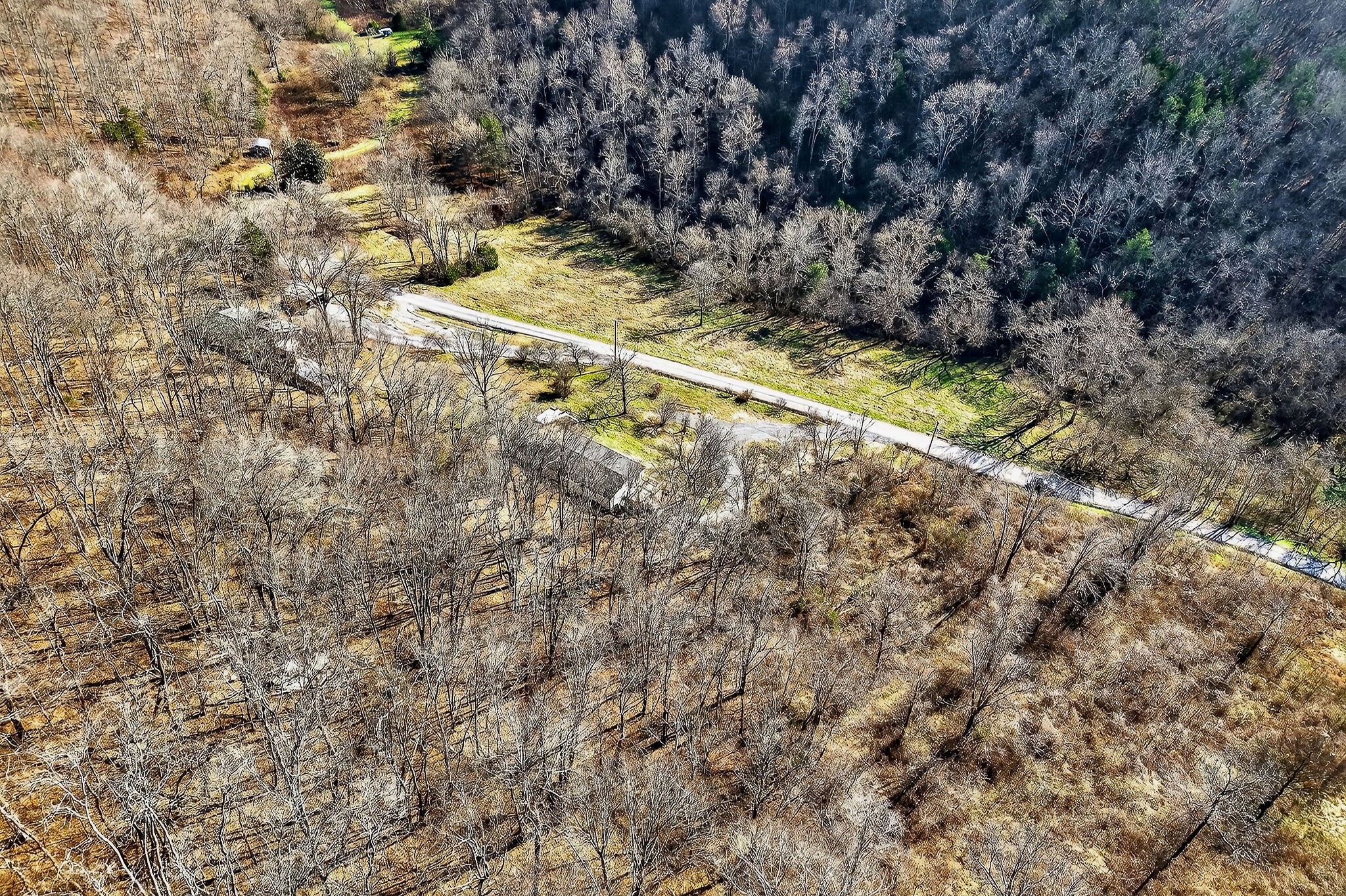593 Cedar Bend Road Beechgrove, TN 37018 - Photo 38 of 38 a view of a yard with a tree