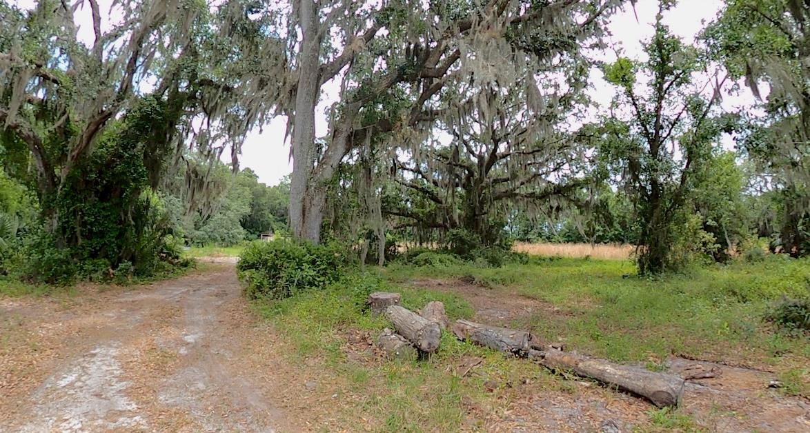 310 East River Road East Palatka, FL 32131 - Photo 7 of 9 a view of a trees with a yard