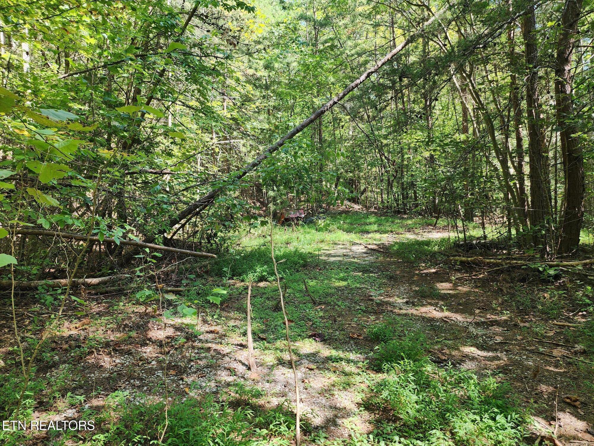 Timber Ridge Road Sharps Chapel, TN 37866 - Photo 4 of 19 Serene woodland