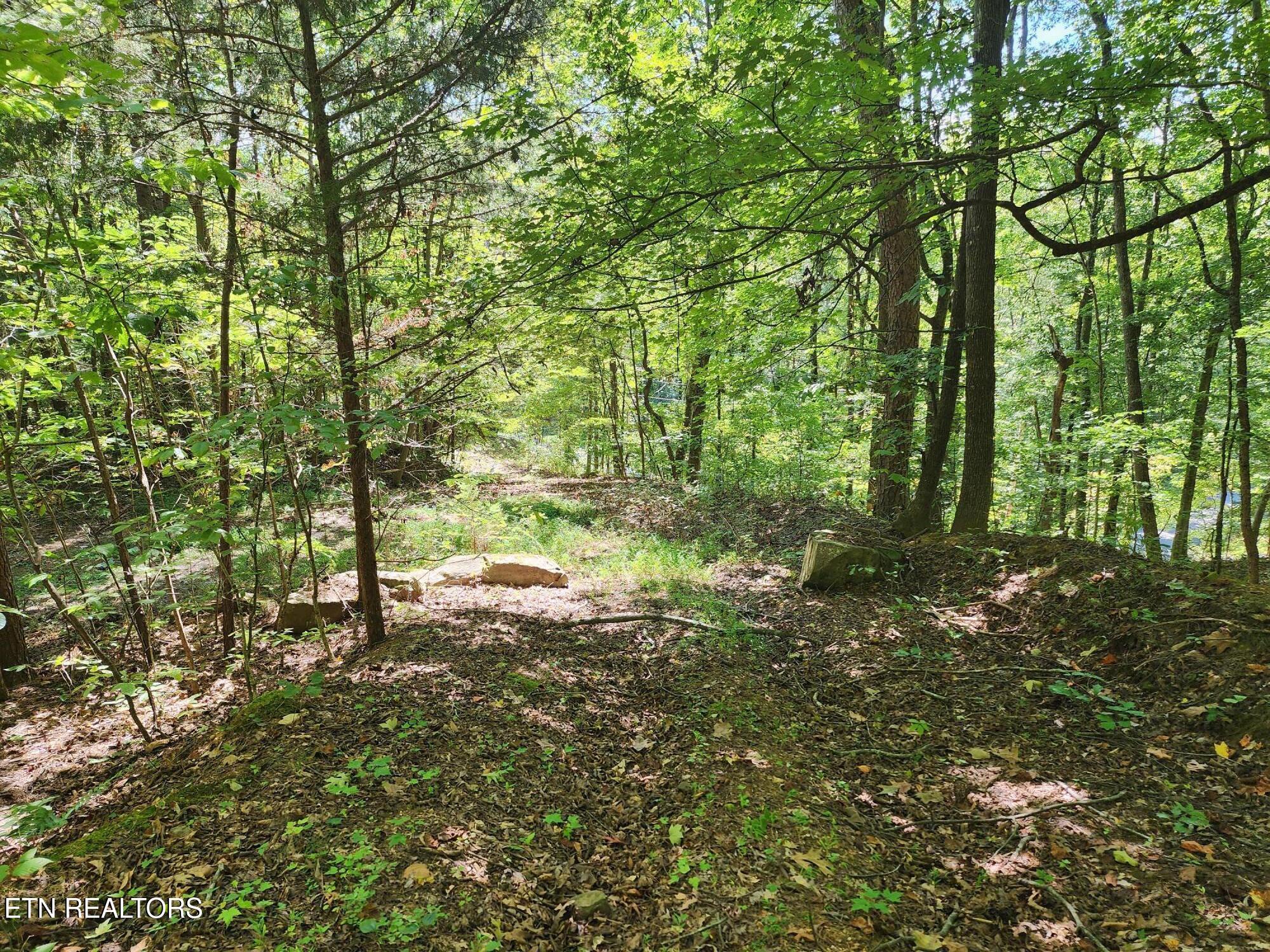 Timber Ridge Road Sharps Chapel, TN 37866 - Photo 5 of 19 mature woodland