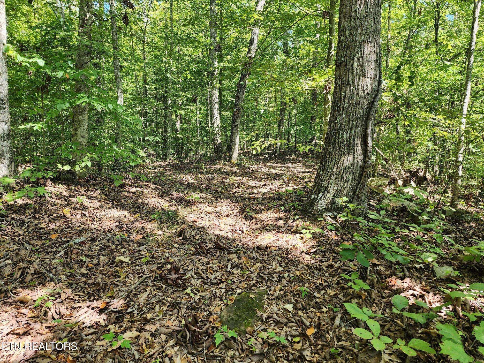 Timber Ridge Road Sharps Chapel, TN 37866 - Photo 6 of 19 Multiple build sites