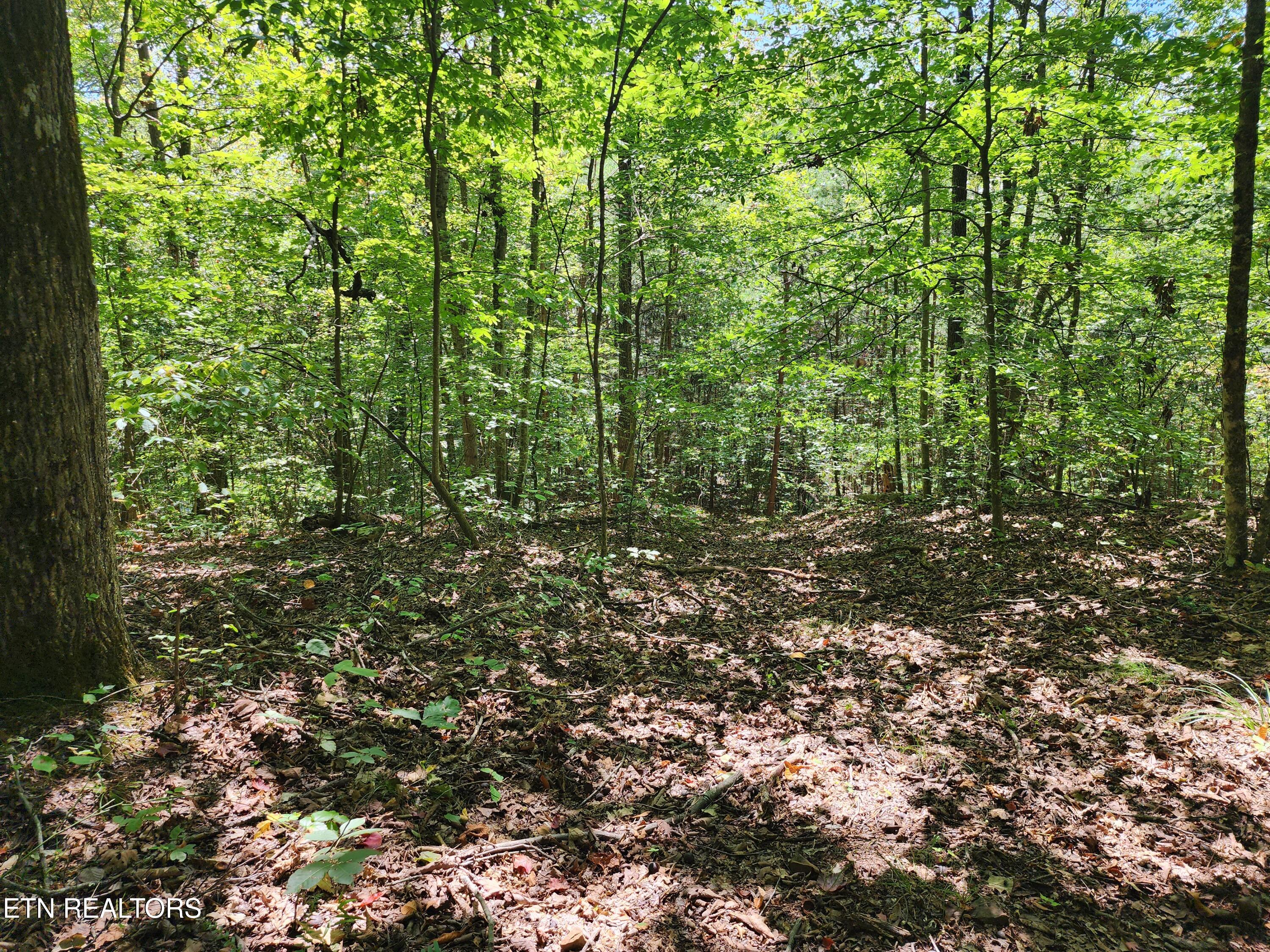 Timber Ridge Road Sharps Chapel, TN 37866 - Photo 7 of 19 Level areas