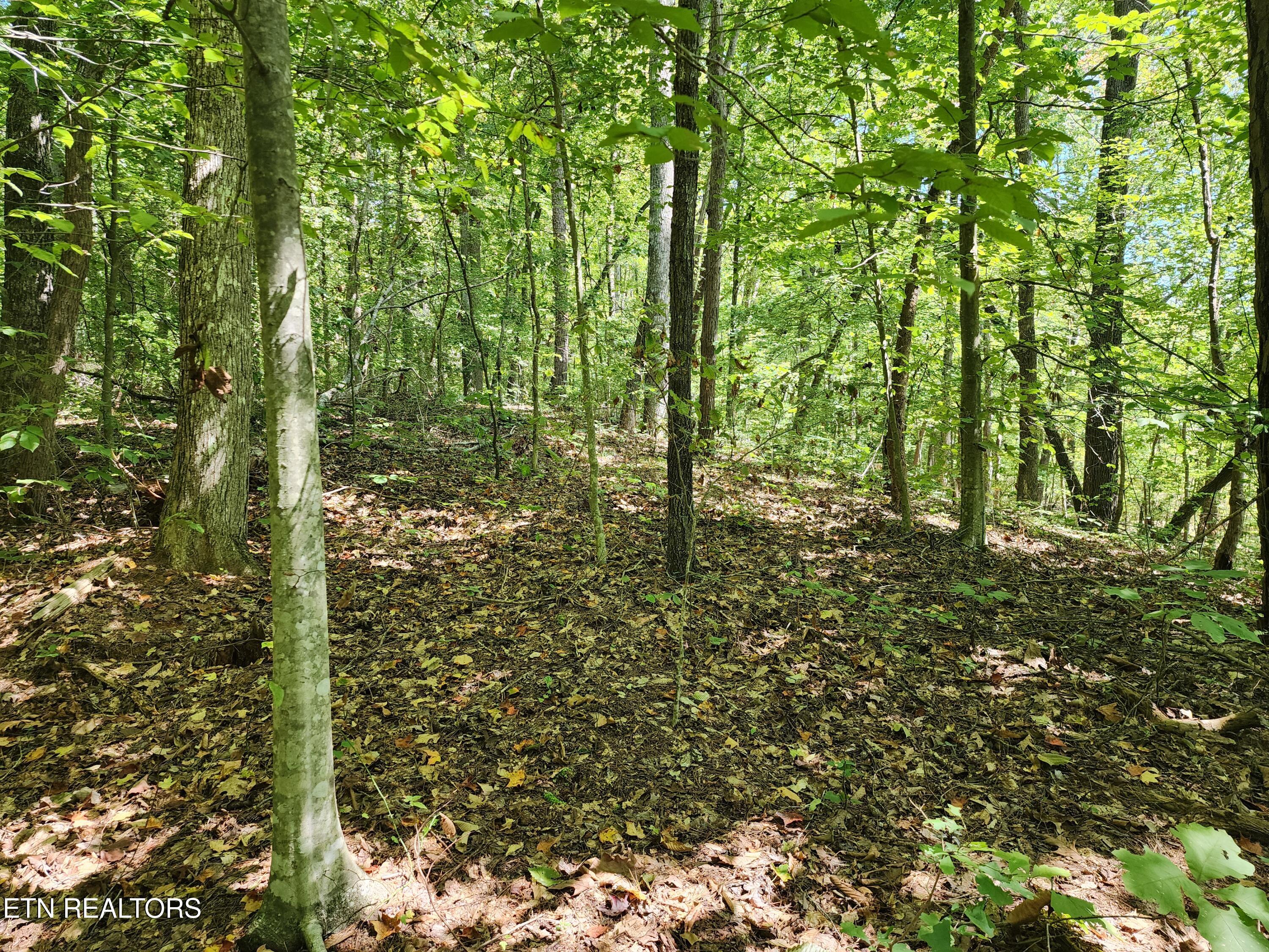 Timber Ridge Road Sharps Chapel, TN 37866 - Photo 9 of 19 Select cut for views