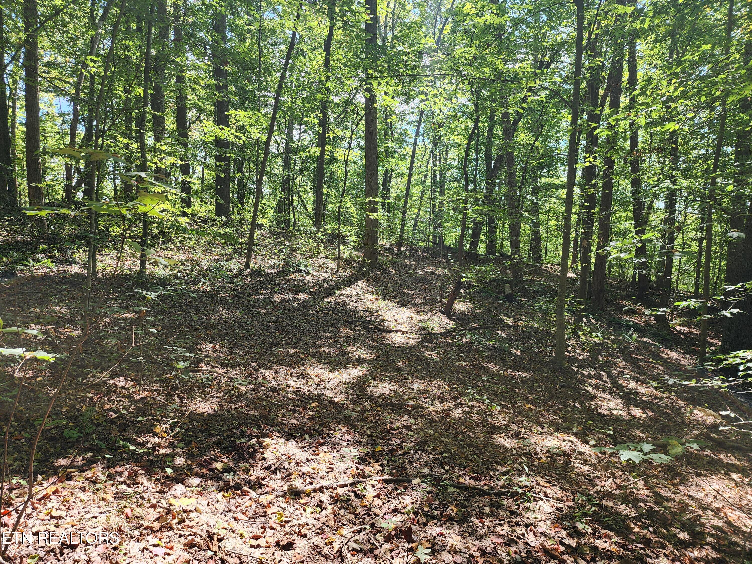 Timber Ridge Road Sharps Chapel, TN 37866 - Photo 10 of 19 Abundant wildlife