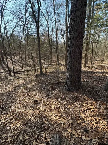 a view of a tree in a yard