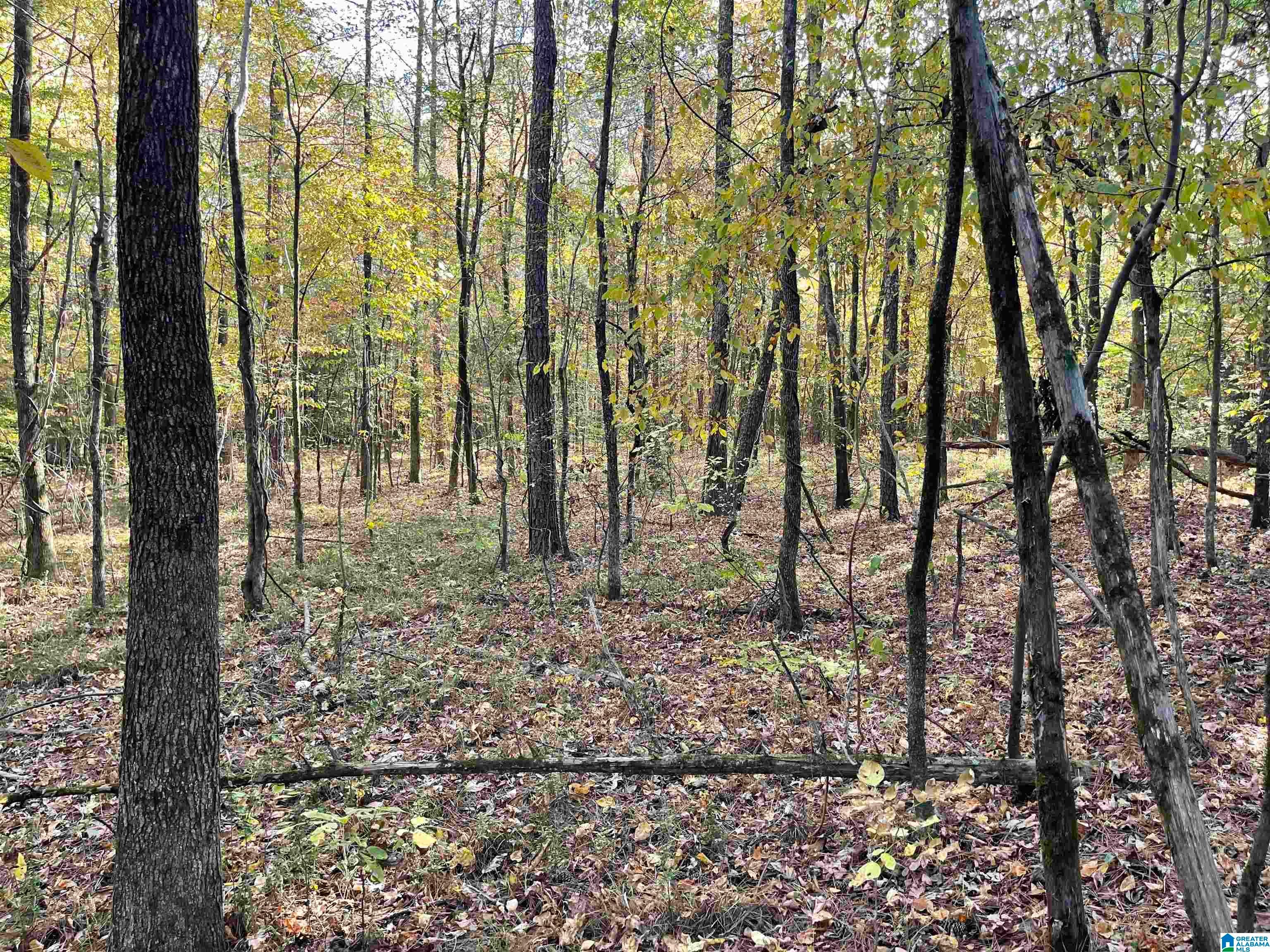 307 Green Road Oneonta, AL 35121 - Photo 14 of 19 Gallery Image 14