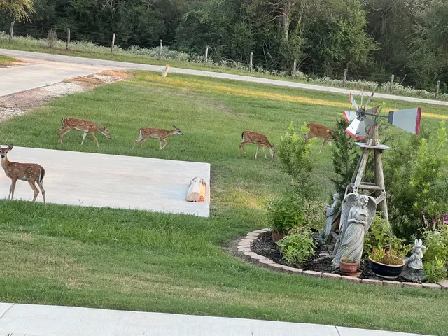 a view of a swimming pool with a yard