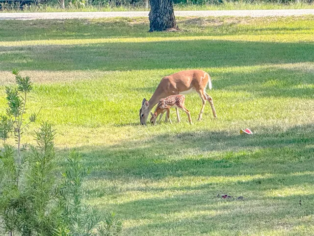 a view of a garden with a bench