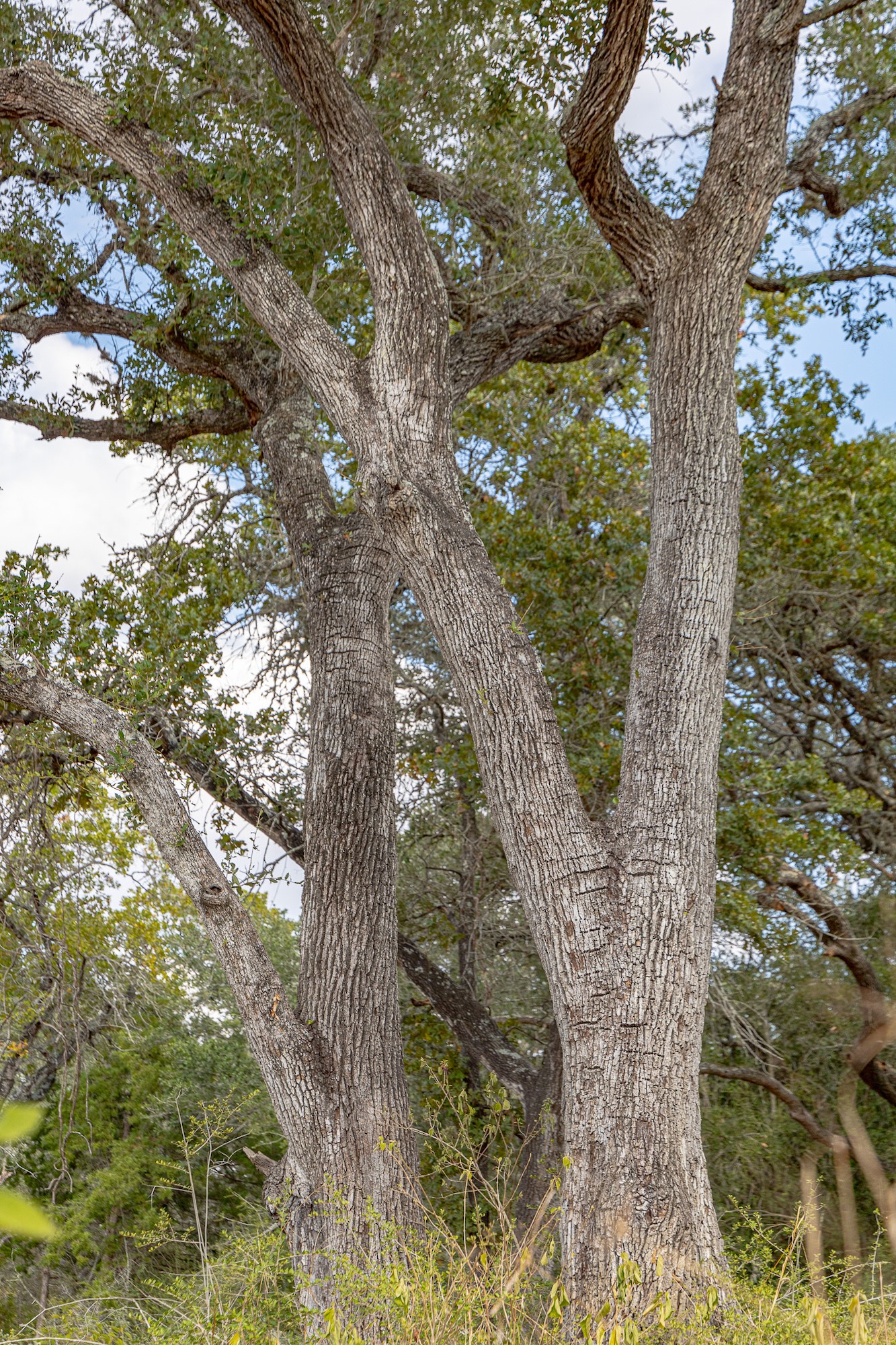 716 L Hrabovsky Road Yoakum, TX 77995 - Photo 34 of 42 a picture of tree