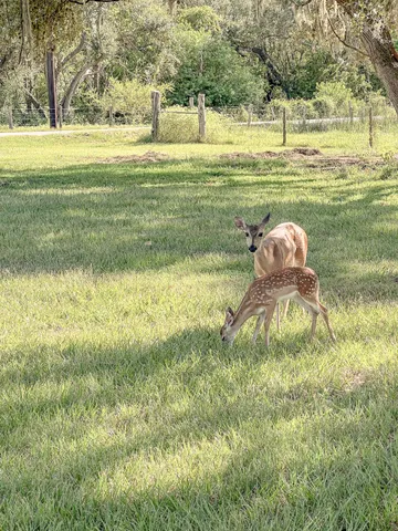 a swimming pool with wooden floor and yard in the back