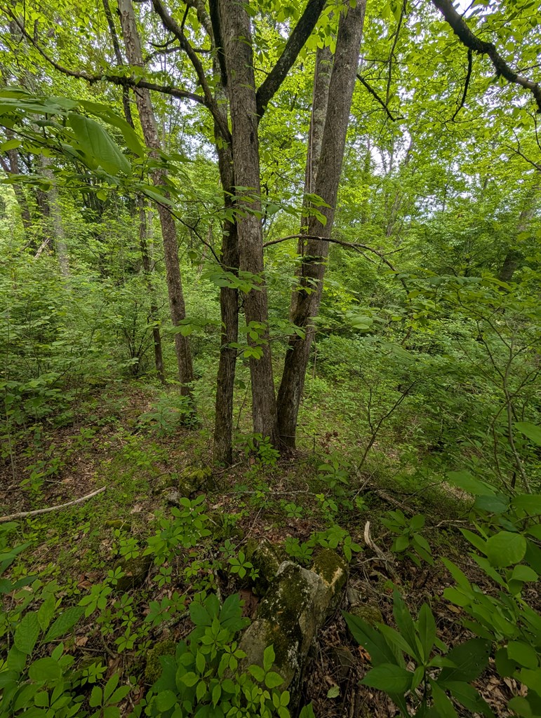 None East Vineyard Road Hayesville, NC 28904 - Photo 7 of 16 Gallery Image 7