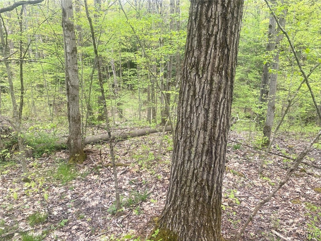 8321 Camp Road Caneadea, NY 14711 - Photo 20 of 26