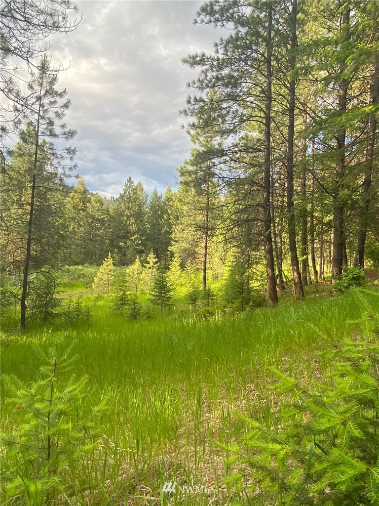 2606 Pleasant Valley Road Rice, WA 99167 - Photo 5 of 10 a view of yard with green space