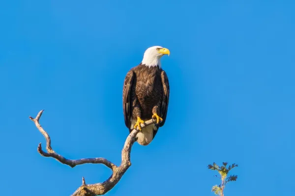 $925,000 | 22894 Blue Jay Lane, Anderson, CA 96007