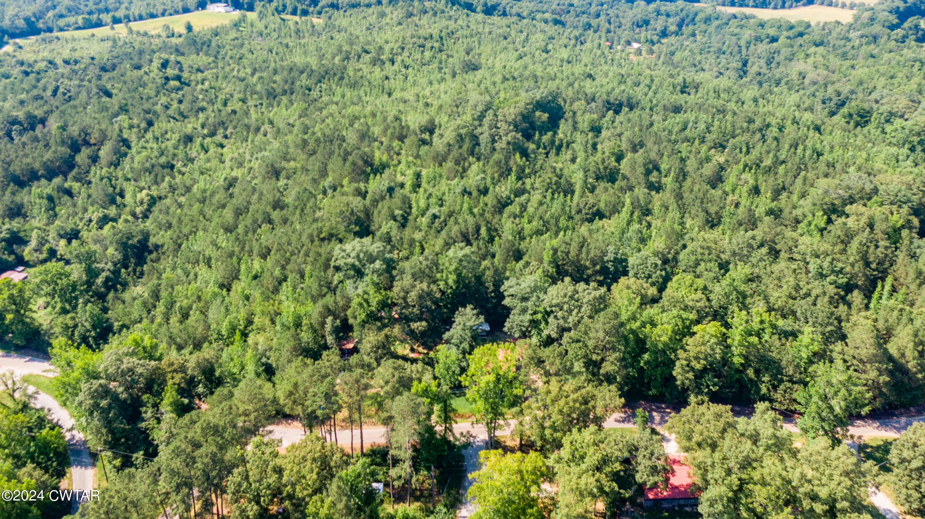 a view of a lush green forest with lawn chairs