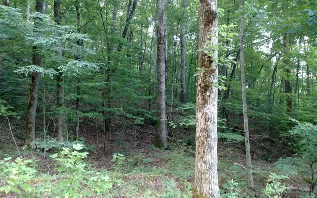 $35,000 | 17 Oak Ridge Road, Hayesville, NC 28904