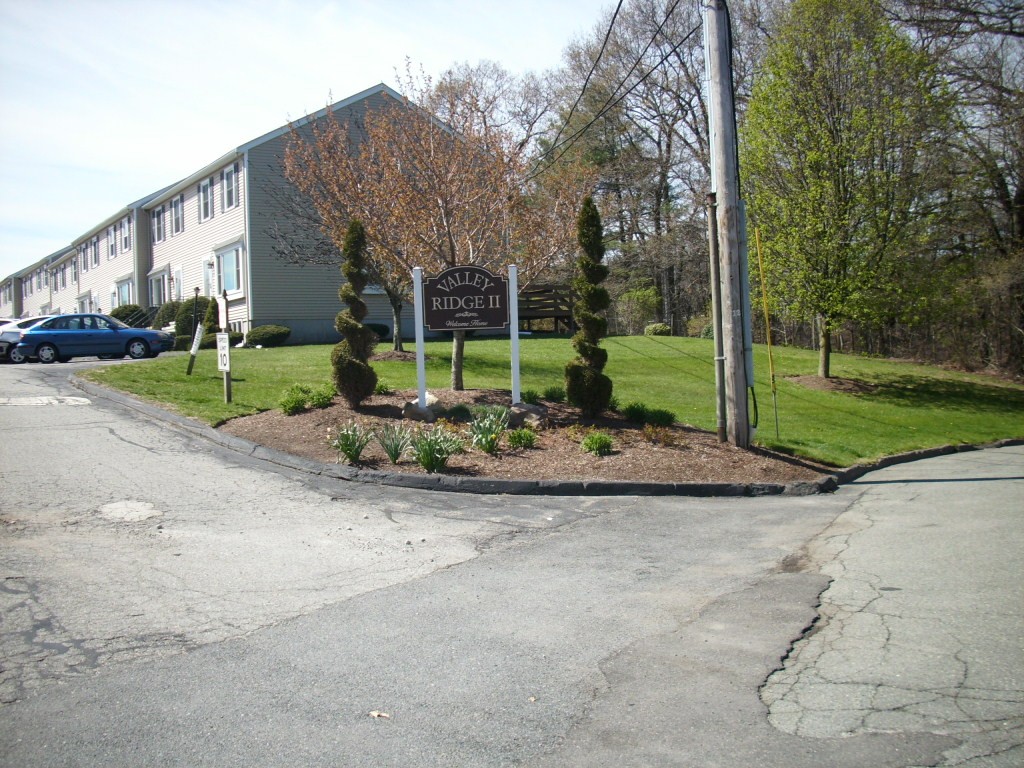 a view of a park that has a tree on it