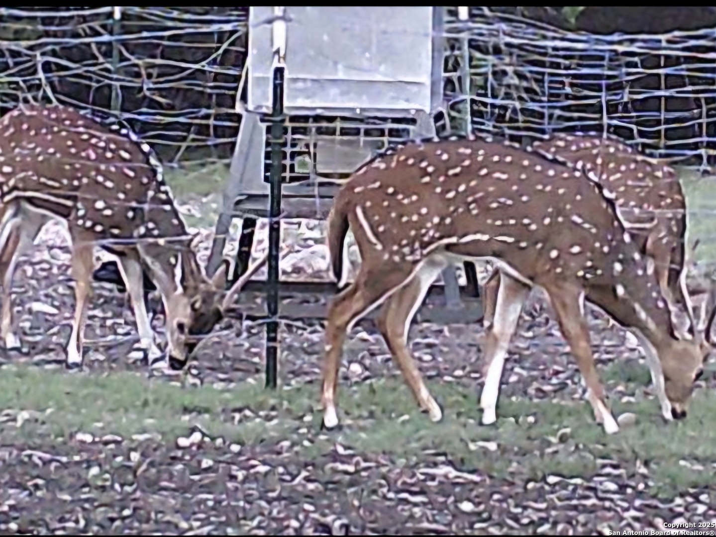 Tbd West Tbd W Nueces Ranch Rocksprings, TX 78880 - Photo 4 of 45