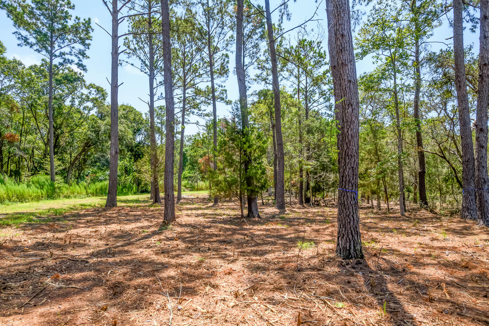 6258 Josie Ridge Road Wadmalaw Island, SC 29487 - Photo 31 of 43 HFL_6258 JOSIE RIDGE-29