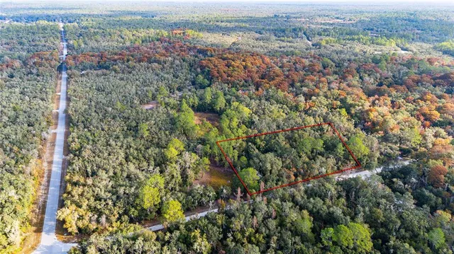 a view of a lush green forest with lots of trees
