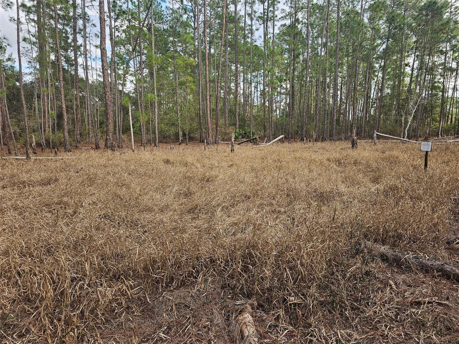 Tbd Chinaberry Street Eustis, FL 32736 - Photo 3 of 9 chinaberry2