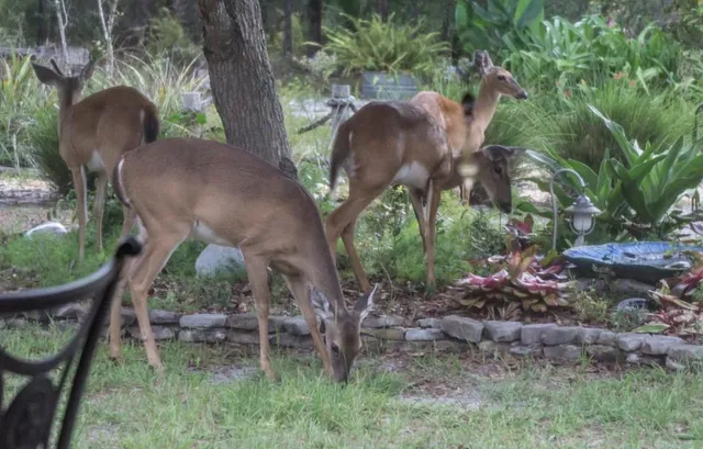 $84,900 | Tbd Chinaberry Street, Eustis, FL 32736