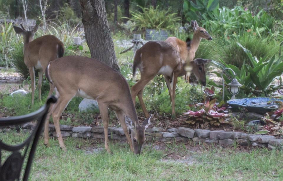 Tbd Chinaberry Street Eustis, FL 32736 - Photo 5 of 9 chinaberry9