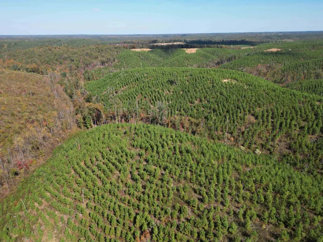 an aerial view of forest